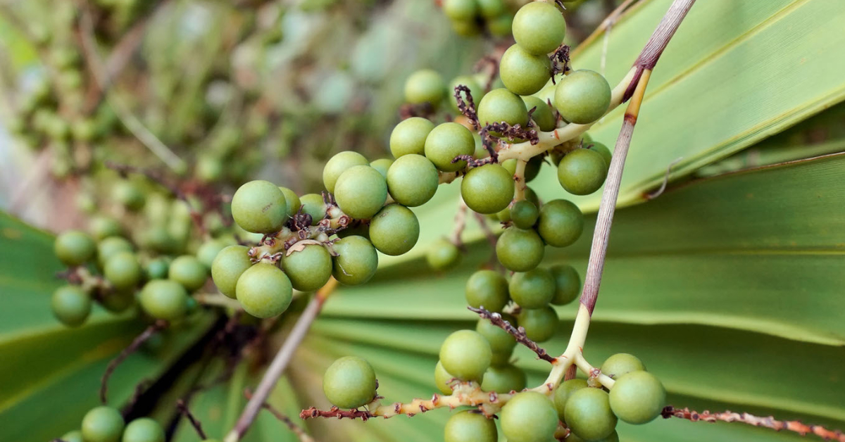 Saw Palmetto