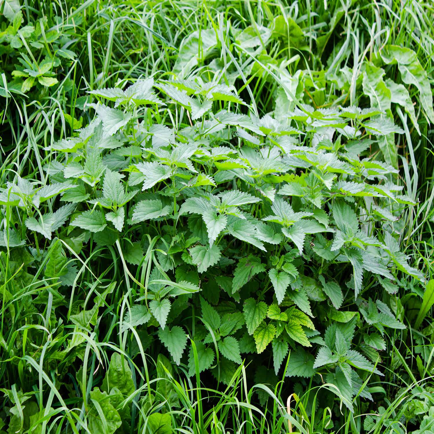 Urtica Dioica